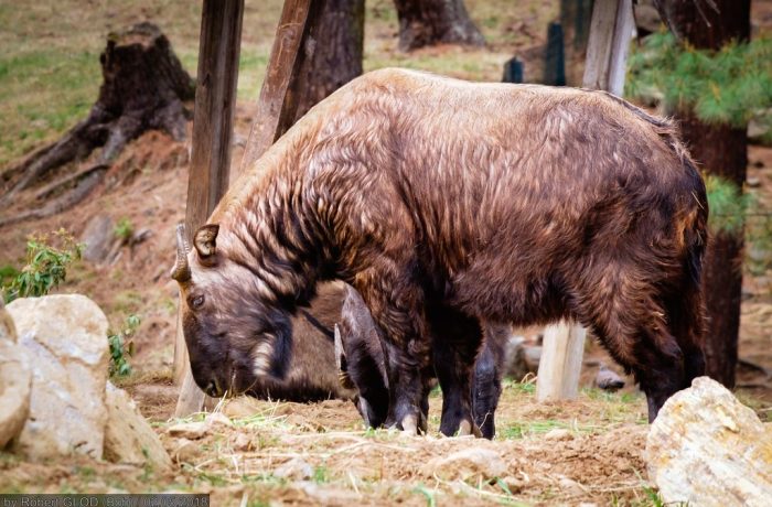 MOTITHANG TAKIN PRESERVE