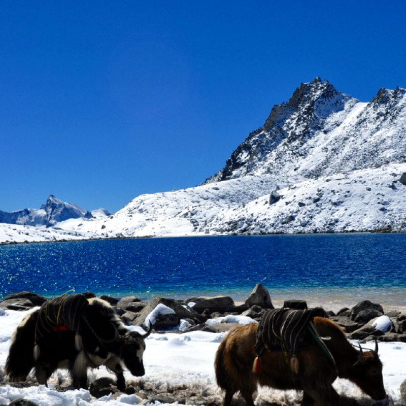 yak-and-lake-at-snowman-trek1