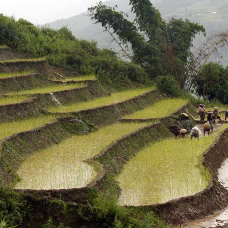 Farmers-Planting-Rice-in-Radi-Trashigang-1800x610