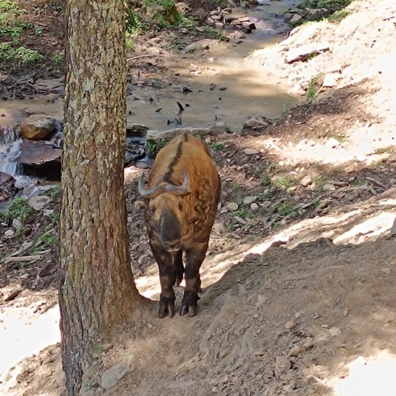 Bhutan Takin