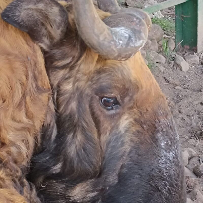 Bhutan Takin