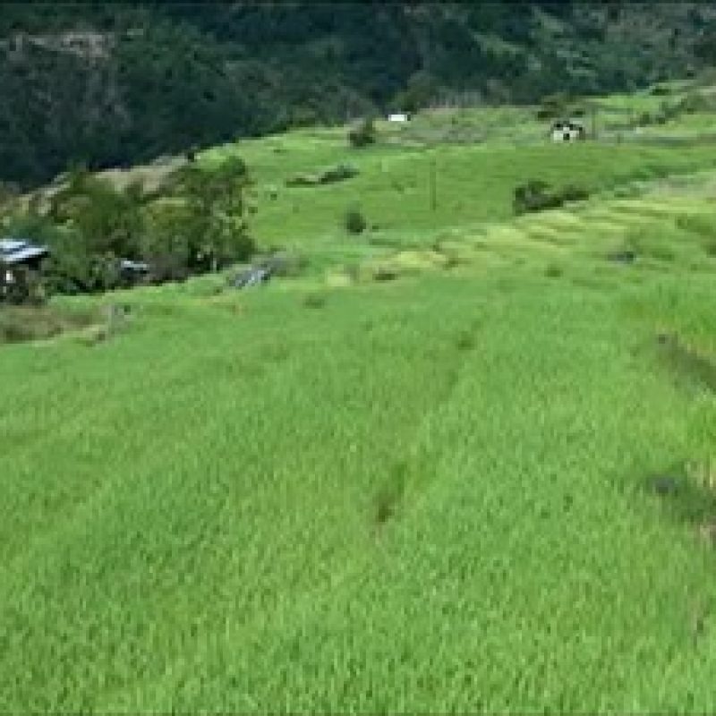 Radhi-rice-farmers-expect-bountiful-harvest-