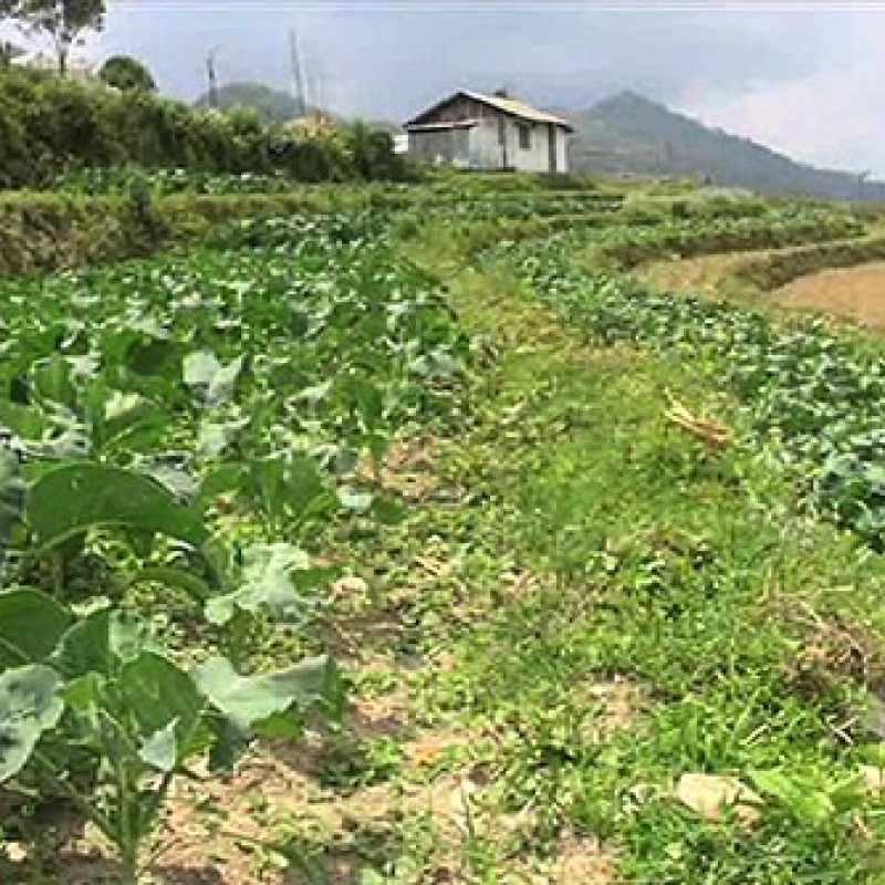 Tsirang-countrys-vegetable-hub-gears-towards-100-organic-farming