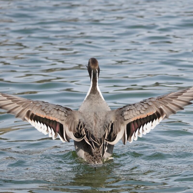 Northern Pintail