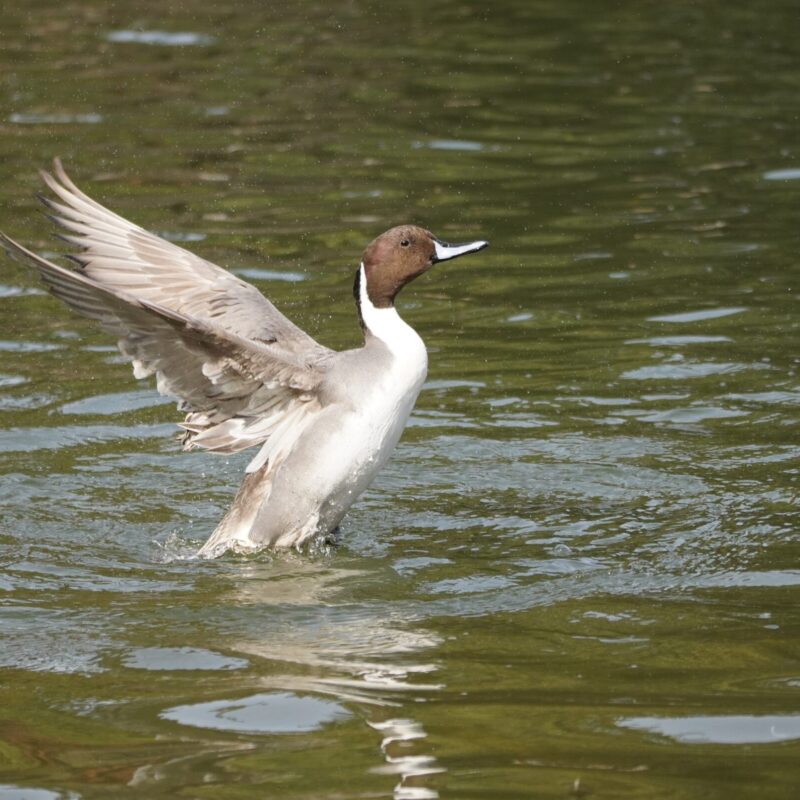 Northern Pintail