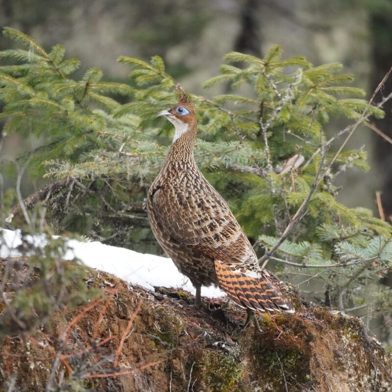 Himalayan Monal