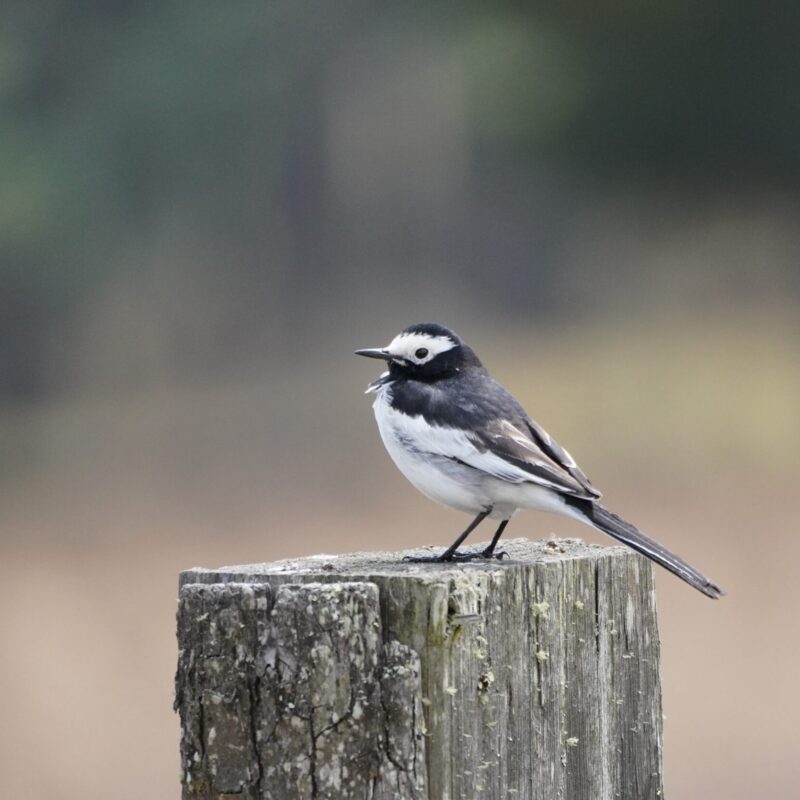 White Wagtail