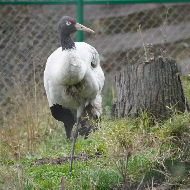 Black-necked Crane