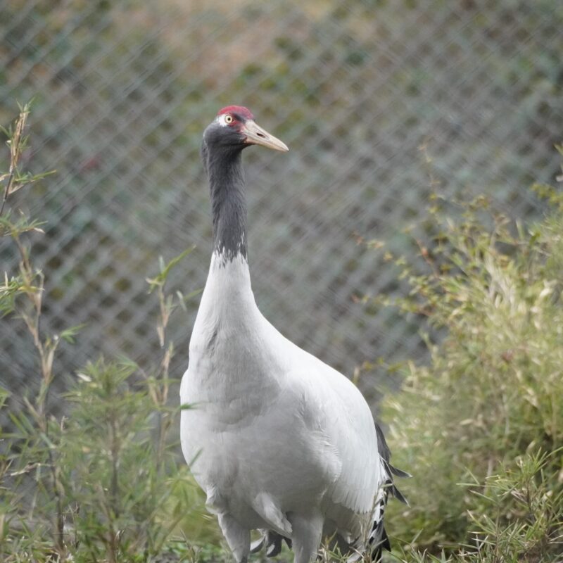 Black-necked Crane