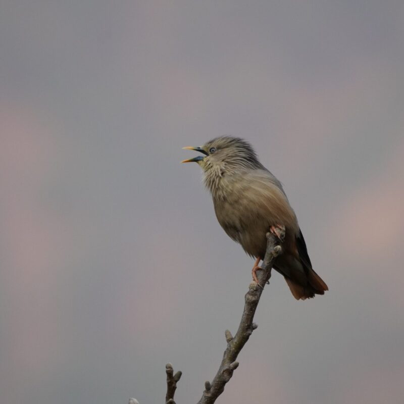 Chestnut-tailed Starling