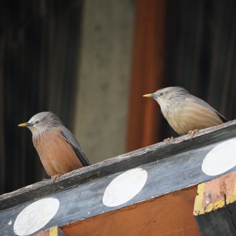 Chestnut-tailed Starling