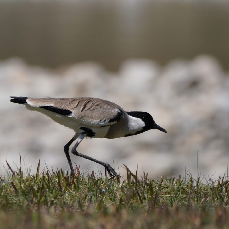 River Lapwing