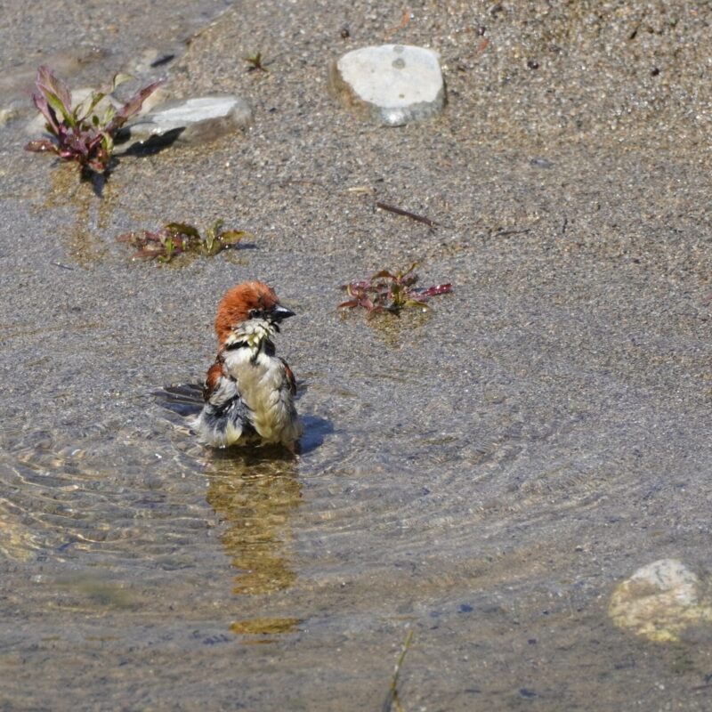 Eurasian Tree Sparrow