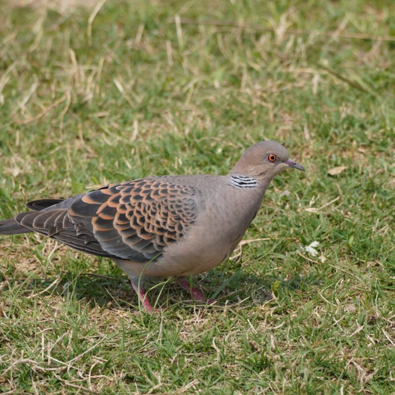 Oriental Turtle Dove