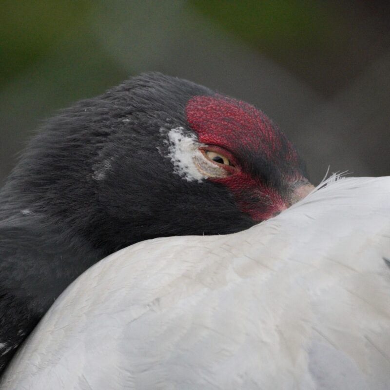 Black-necked Crane