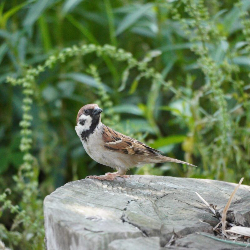 Eurasian Tree Sparrow