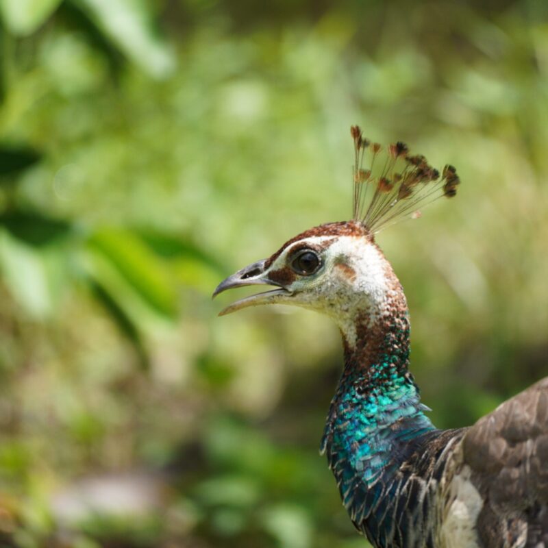 Indian Peafowl