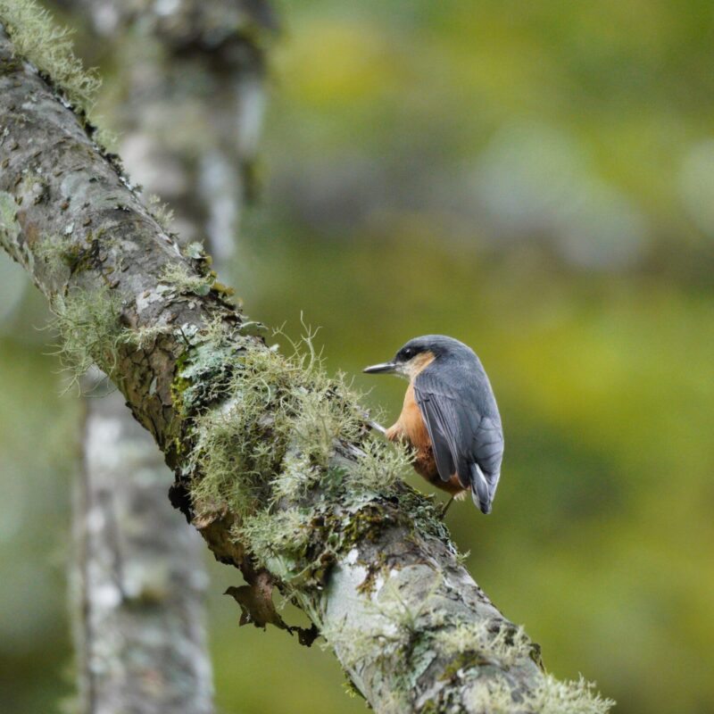 White-tailed Nuthatch