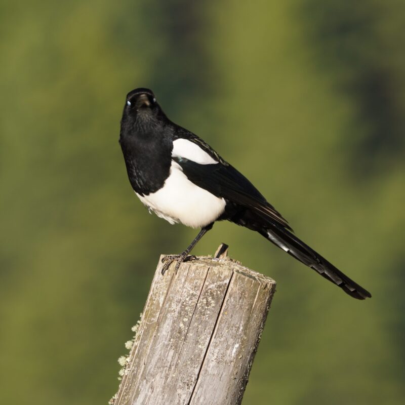 Eurasian Magpie