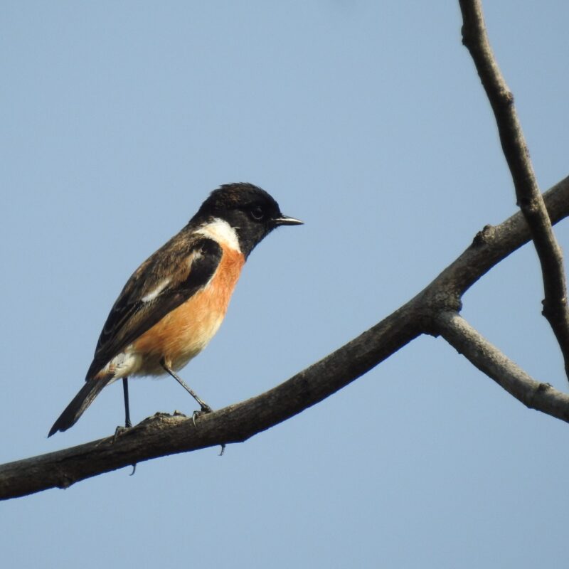 Siberian Stonechat