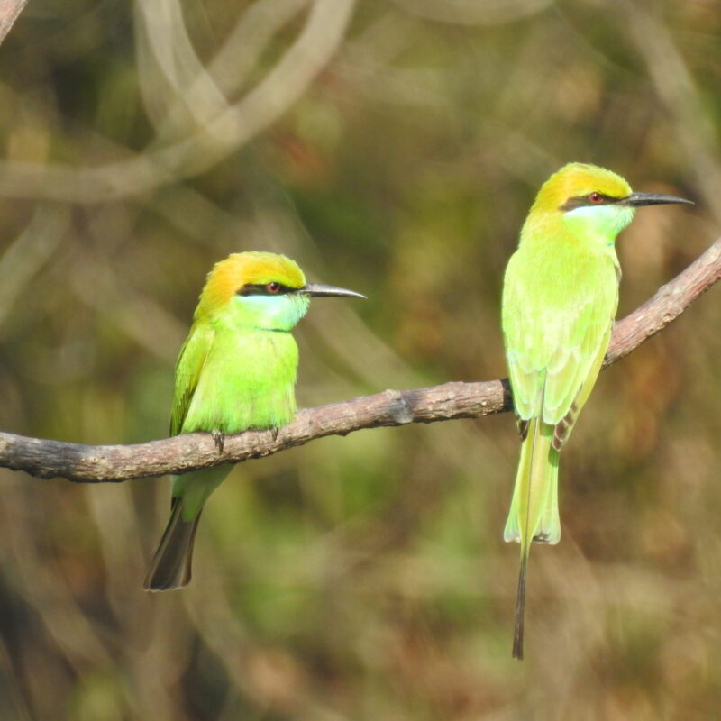 Green Bee-eater