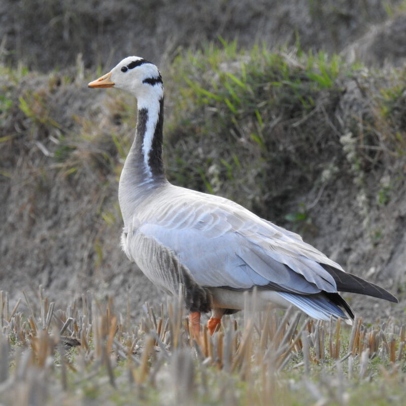 Bar-headed Goose