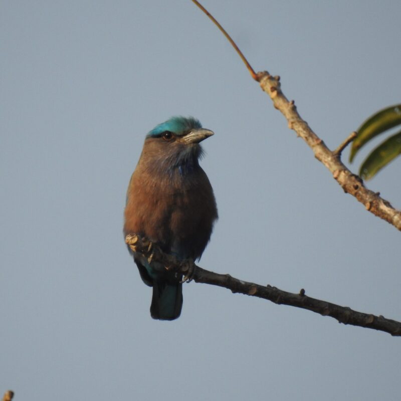 Indian Roller