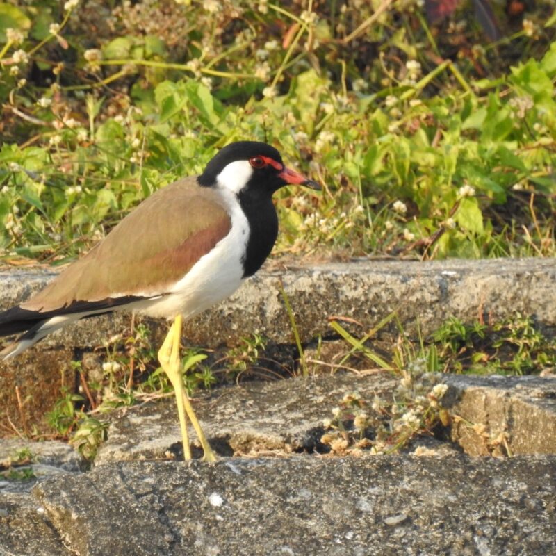 Red-wattled Lapwing