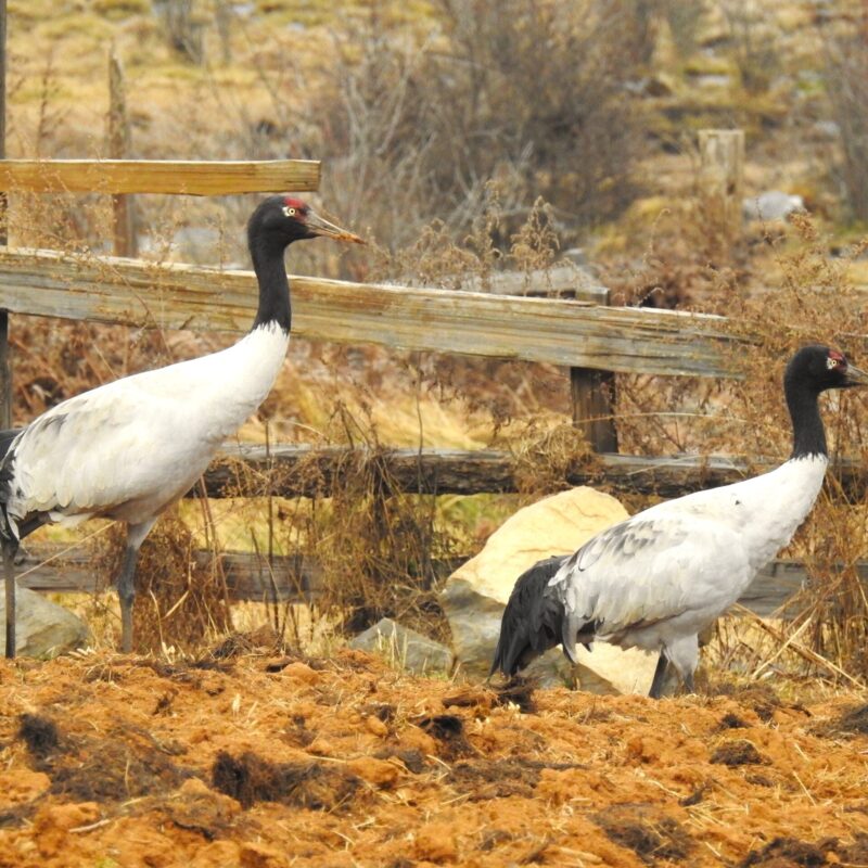 Black-necked Crane