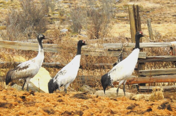 Black Necked Crane Festival