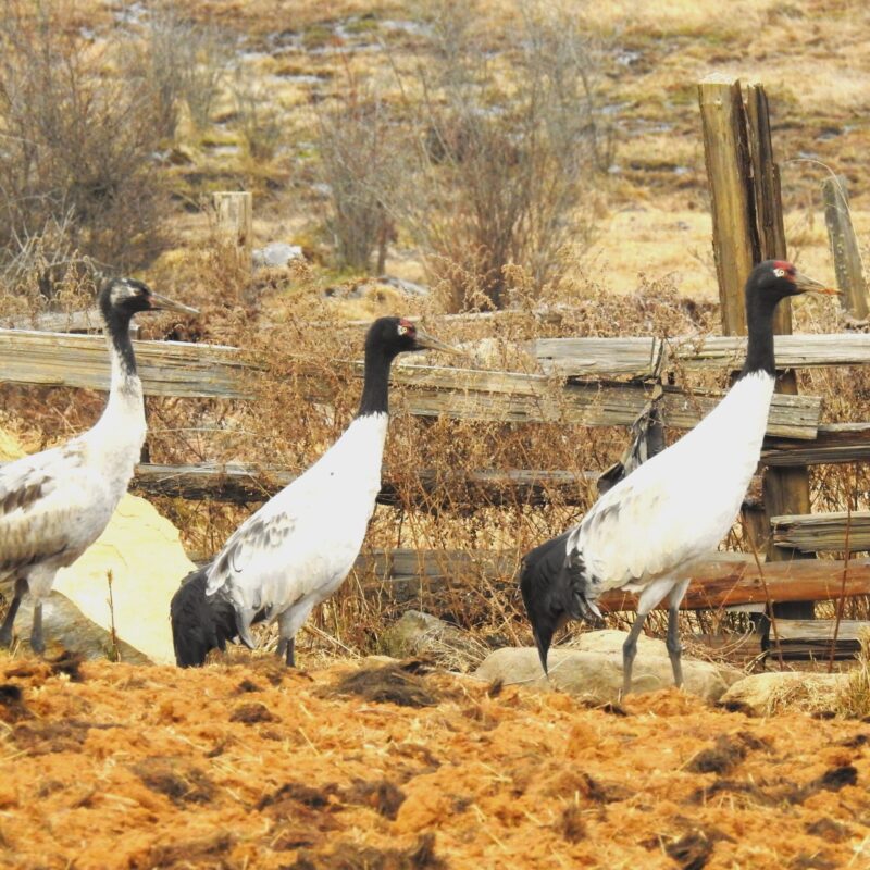 Black-necked Crane