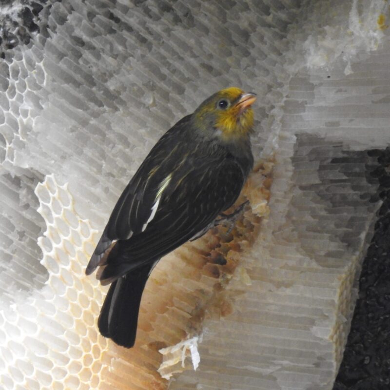 Yellow-rumped Honeyguide