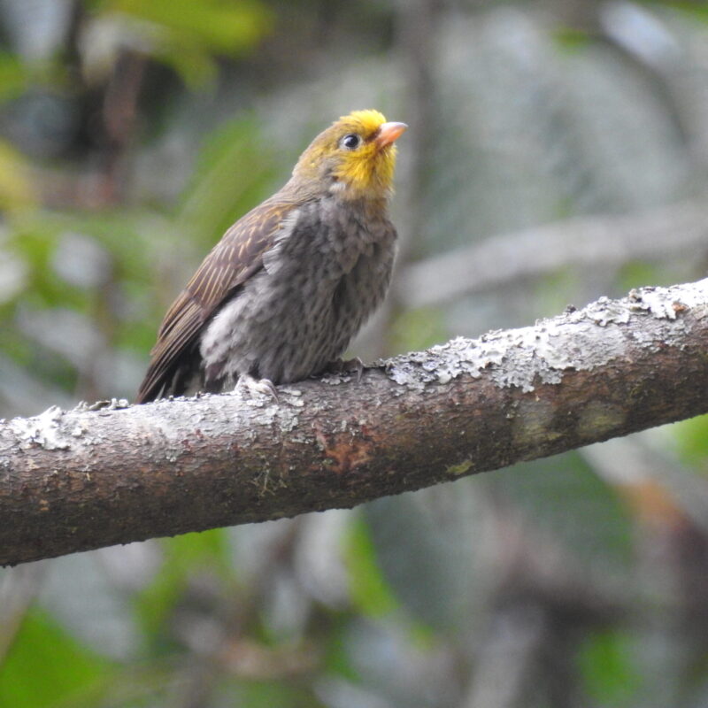 Yellow-rumped Honeyguide