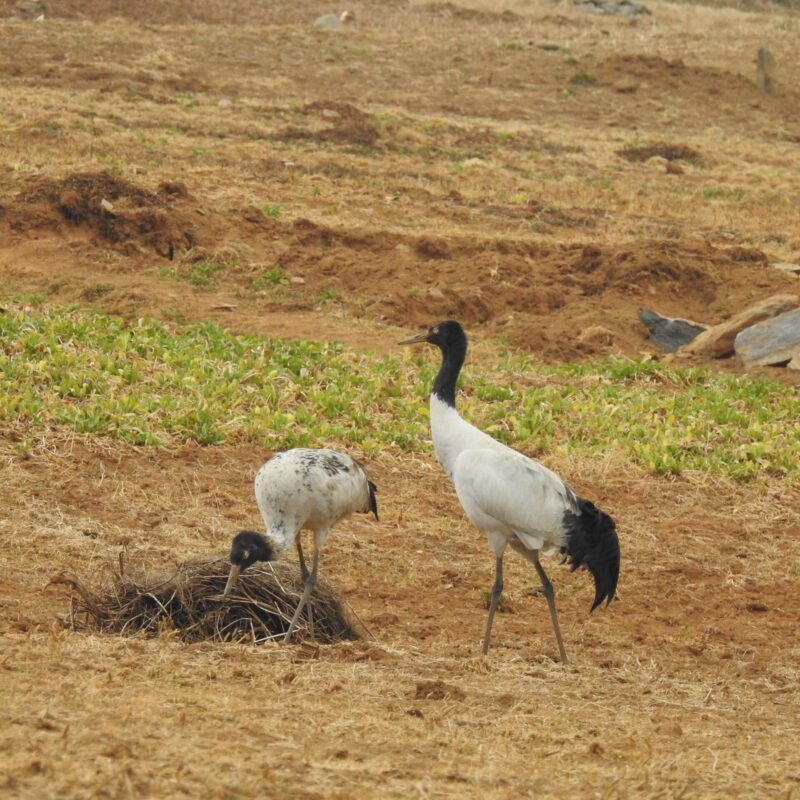 Black-necked Crane