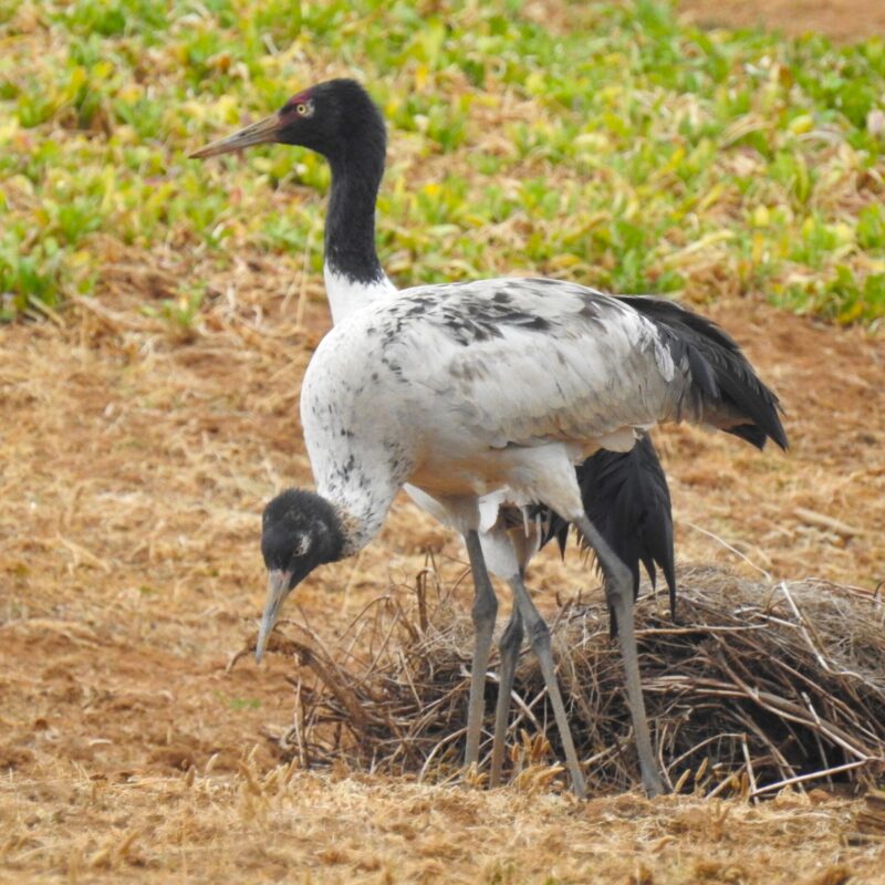 Black-necked Crane