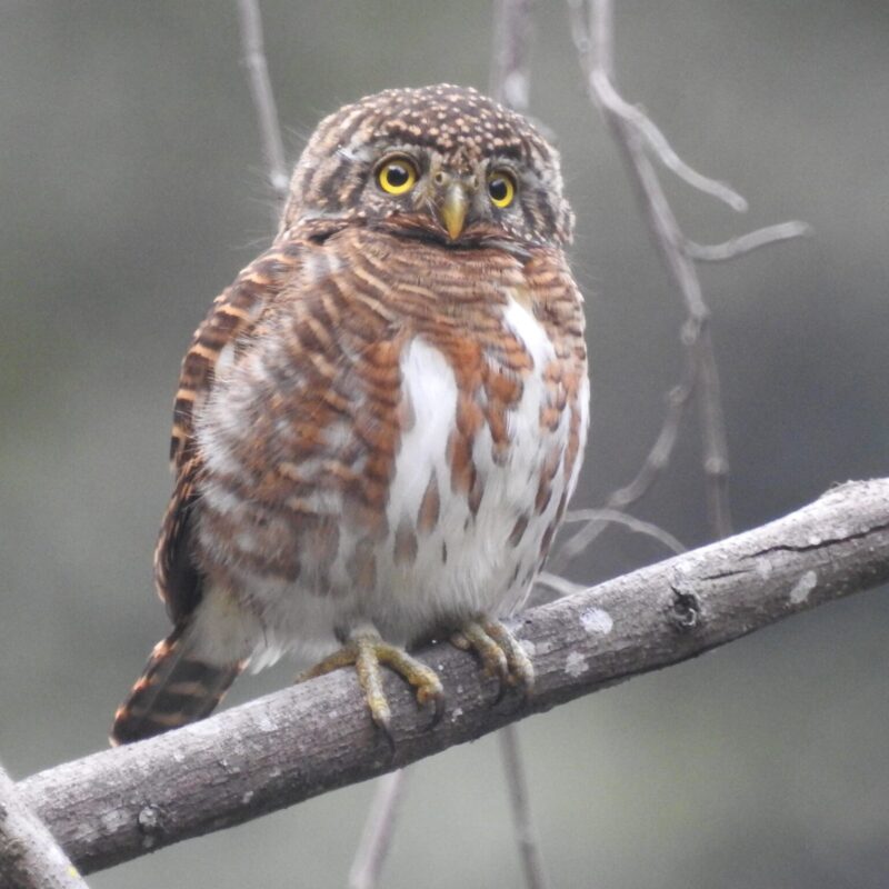 Collared Owlet