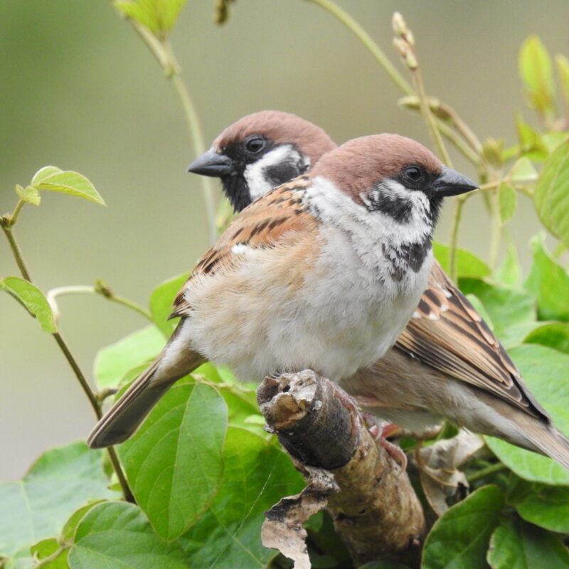 Eurasian Tree Sparrow