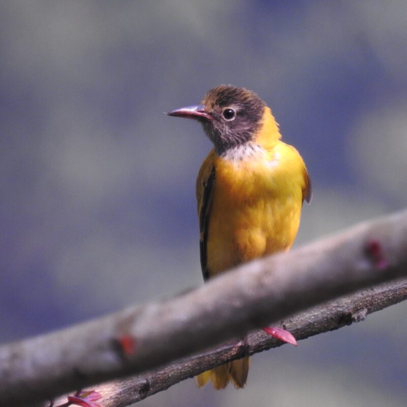 Black-hooded Oriole