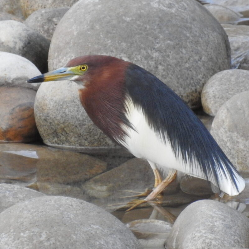 Chinese Pond-Heron