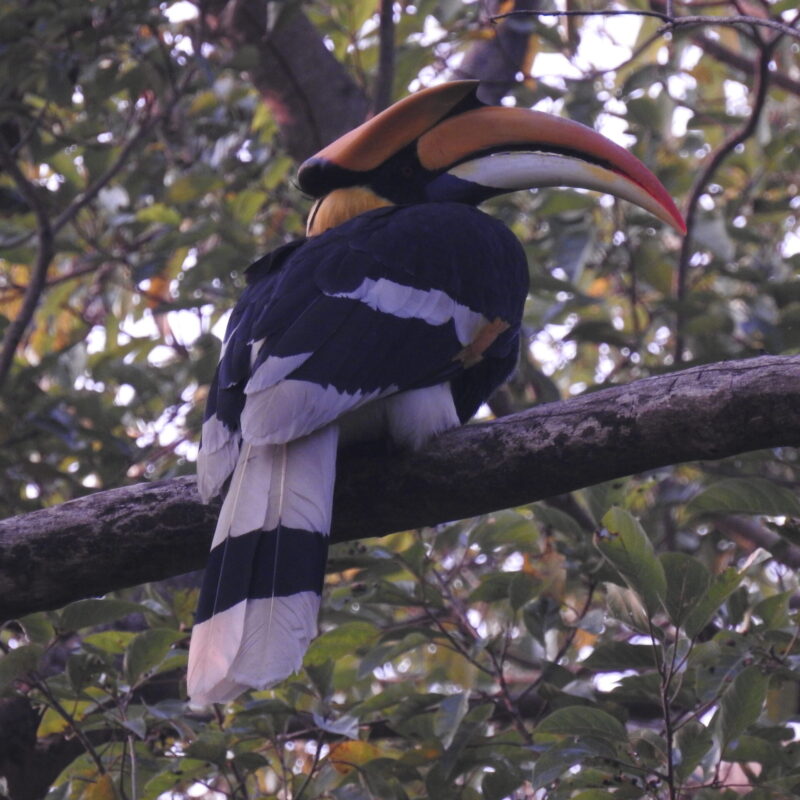 Great Hornbill