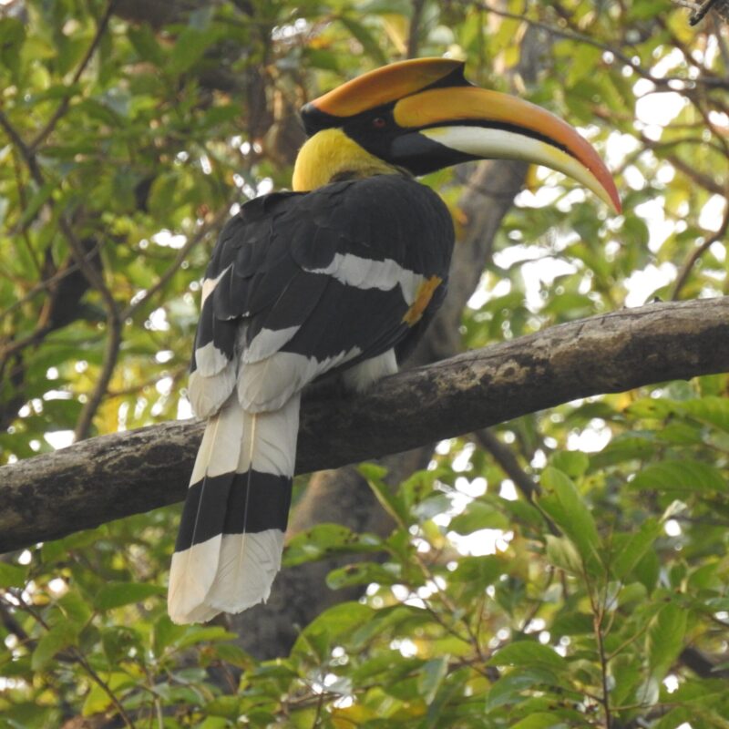 Great Hornbill