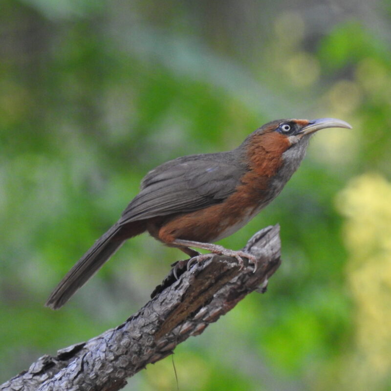 Rusty-cheeked Scimitar Babbler