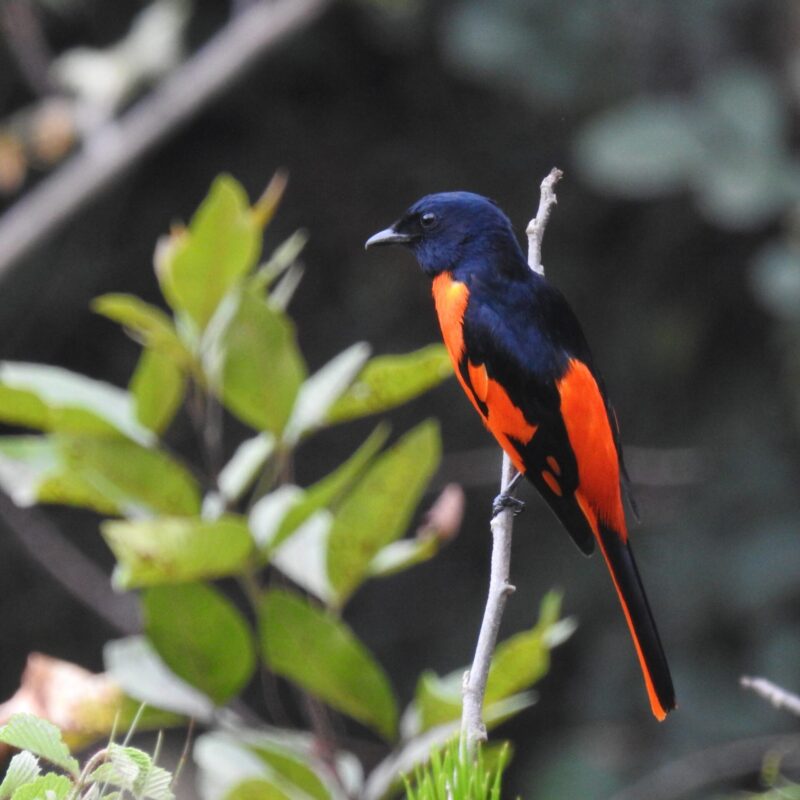 Scarlet Minivet