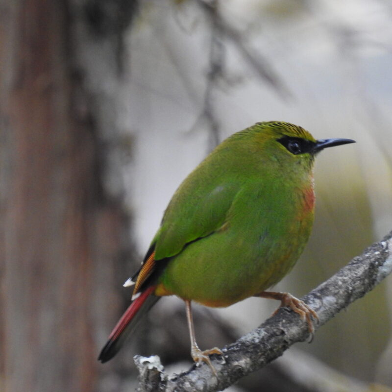 Fire-tailed Myzornies