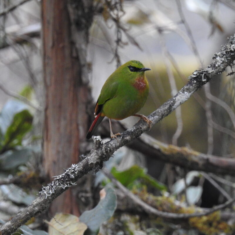 Fire-tailed Myzornies