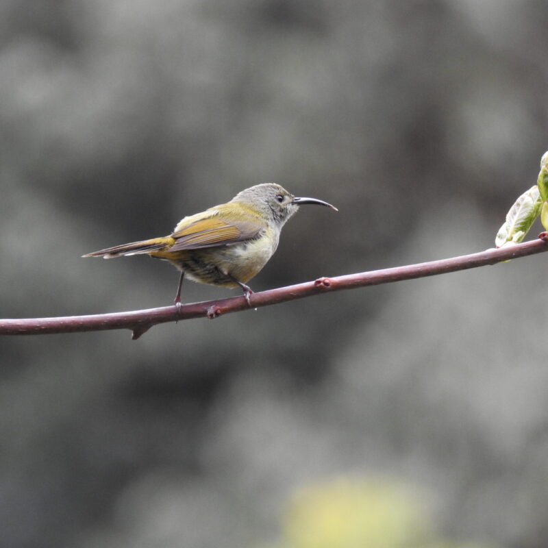 Green-tailed Sunbird