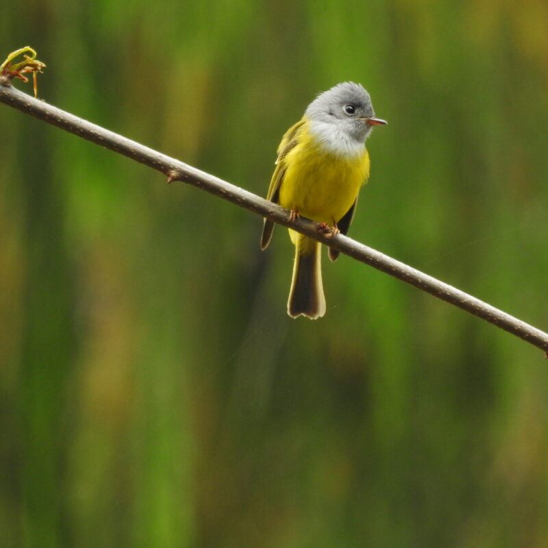 Gray-headed Canary-Flycatcher