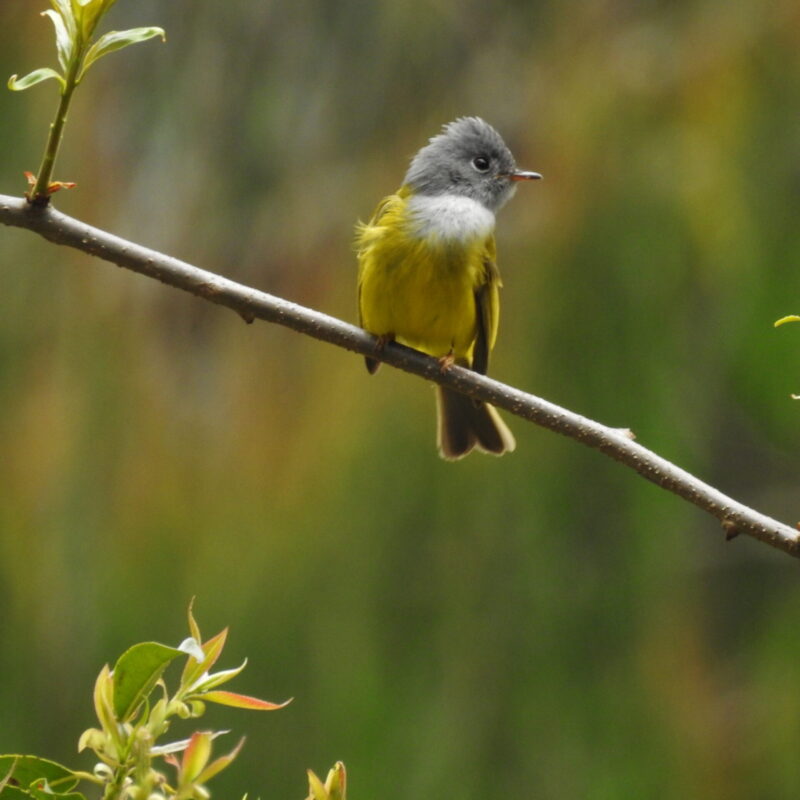 Gray-headed Canary-Flycatcher