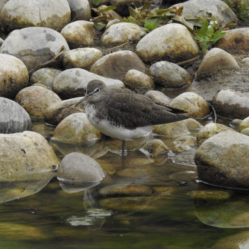 Common Sandpiper