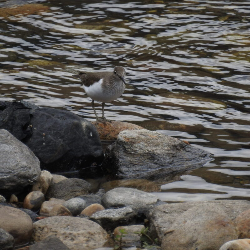 Common Sandpiper #Birding